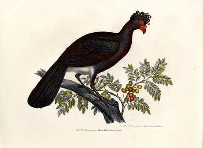 Paujil negro, 1864 de German School